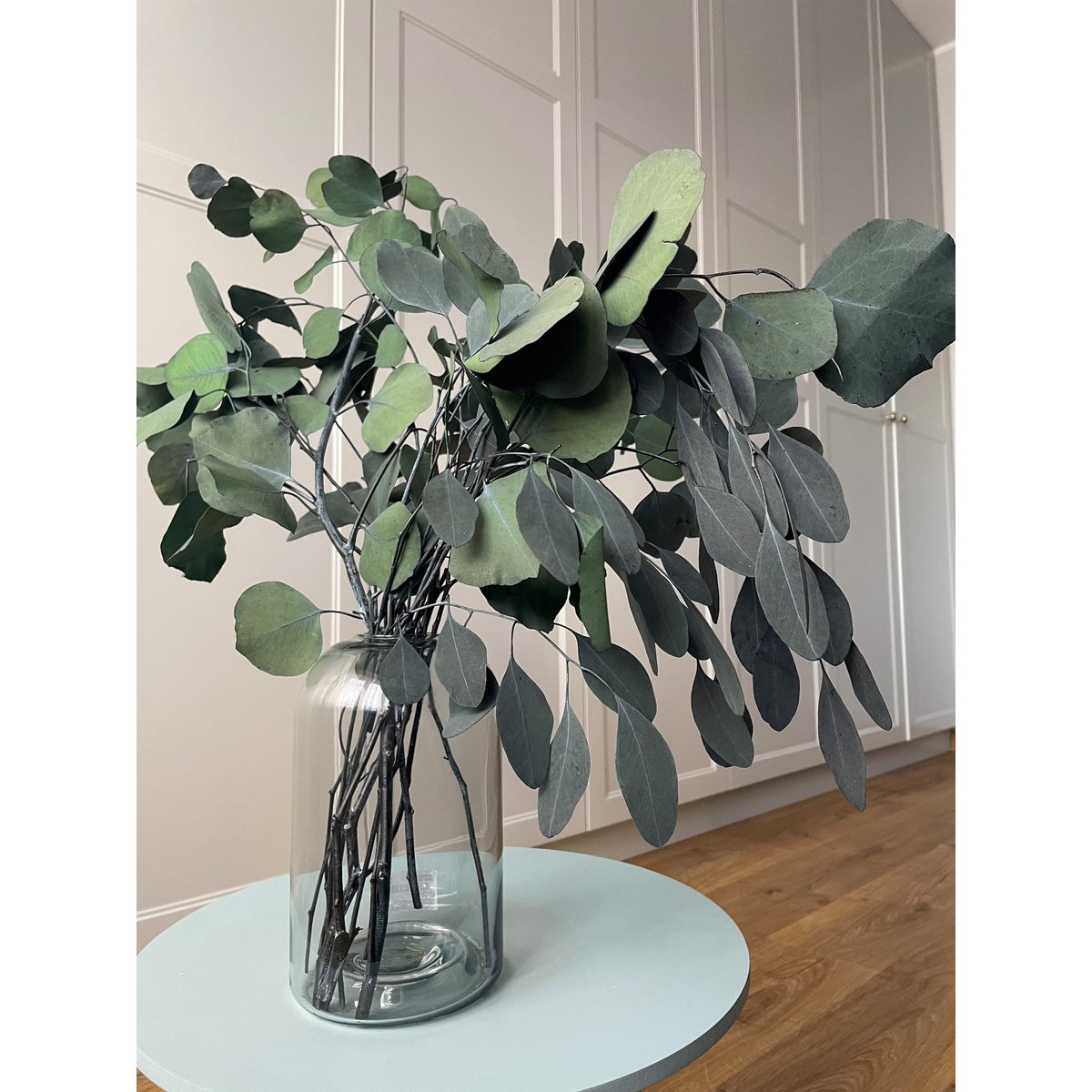 Eucalyptus Populus Geconserveerd Groen