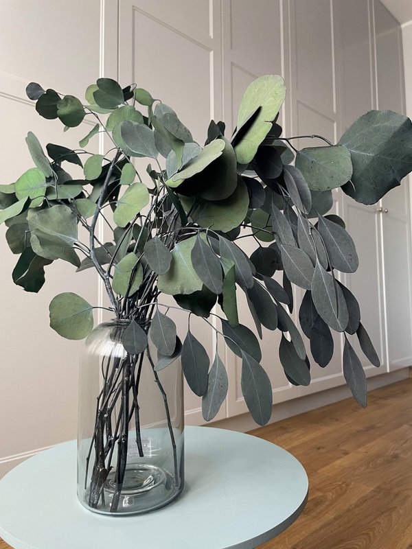 Eucalyptus Populus Geconserveerd Groen