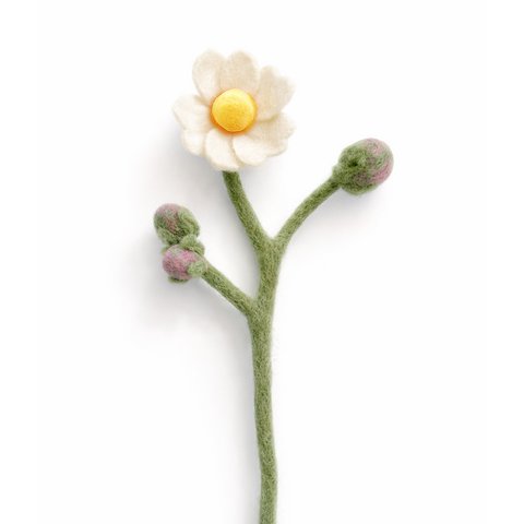 Anemone