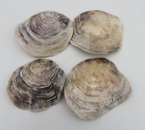 Austernschale mit Loch – ca. 12 cm