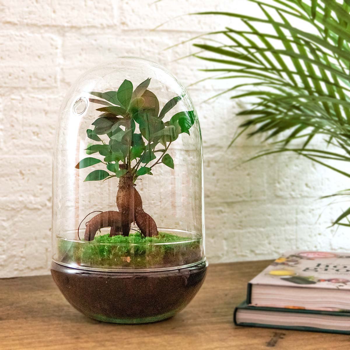 Kit DIY Terrario - Bonsái Huevo XL - Jardín Botella - ↑ 30 cm