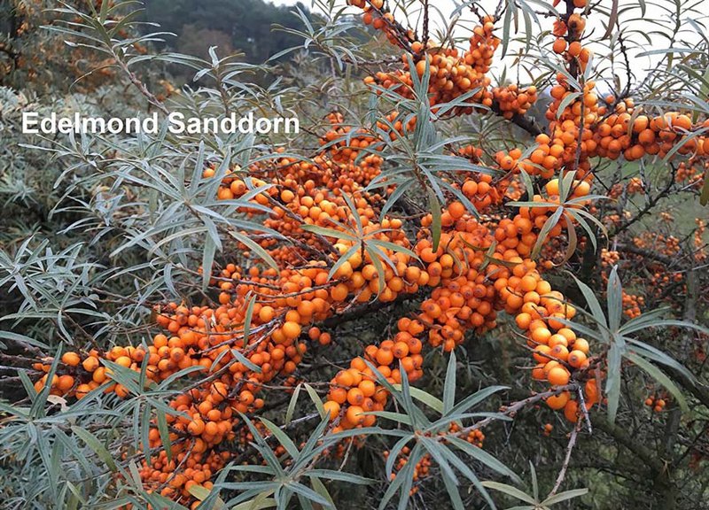Roasted almonds and sea buckthorn, white chocolate, organic+fair