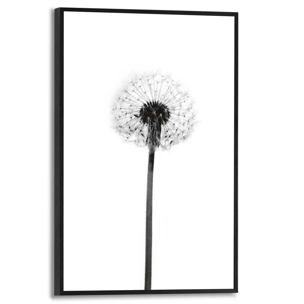Maleri Slim Frame Mælkebøtte 30x20
