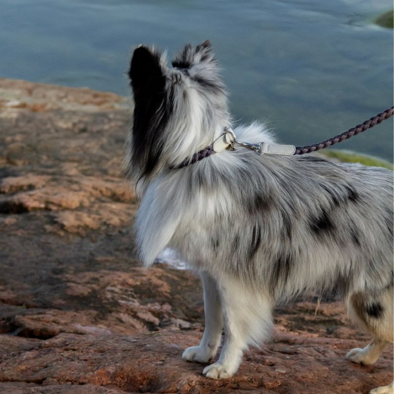 Braid Dog Collar - Moon