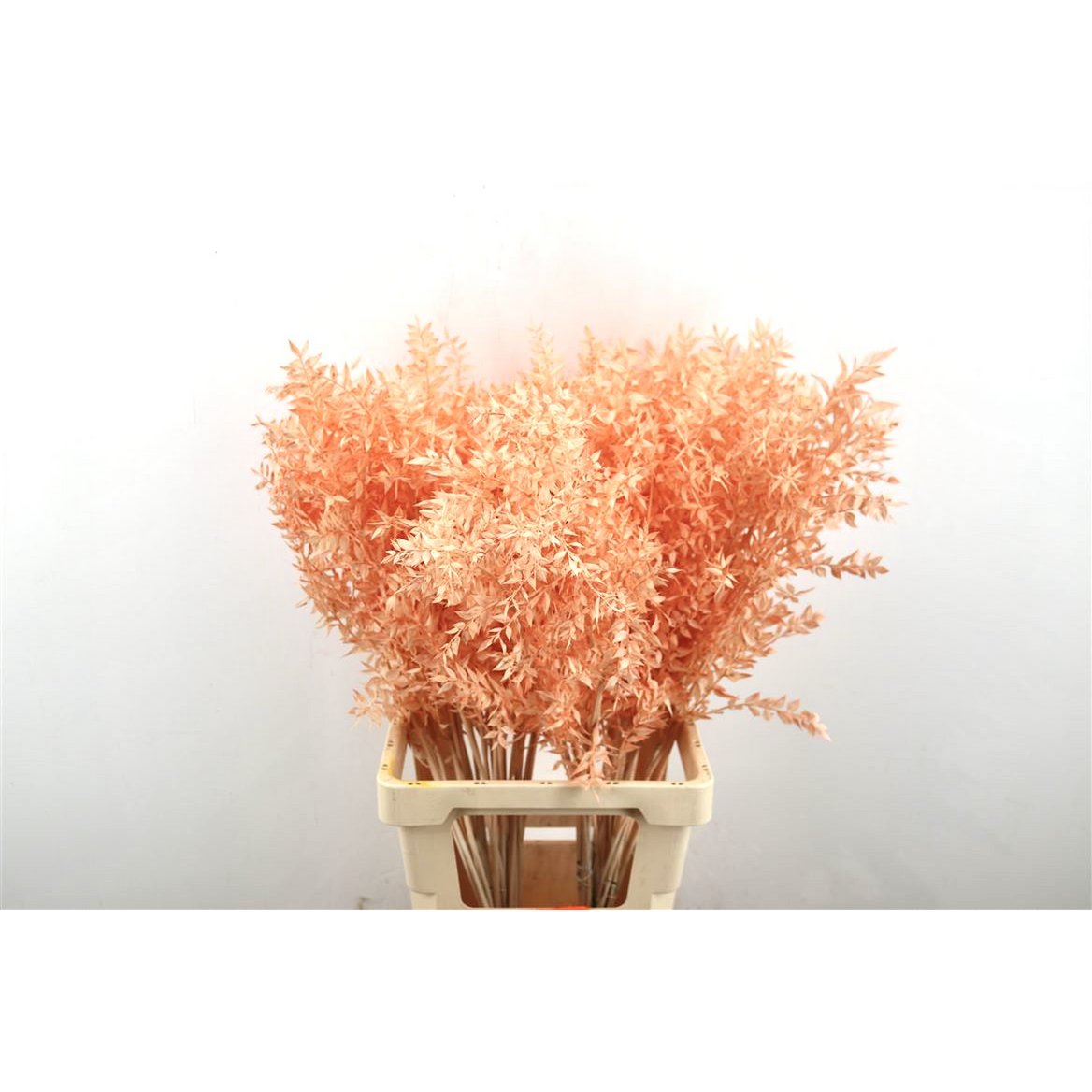 Ruscus - Łosoś - 70 cm - suszone kwiaty