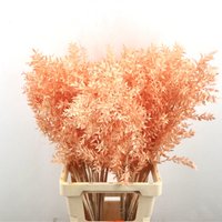 Ruscus - Lachs - 70 cm - Trockenblumen