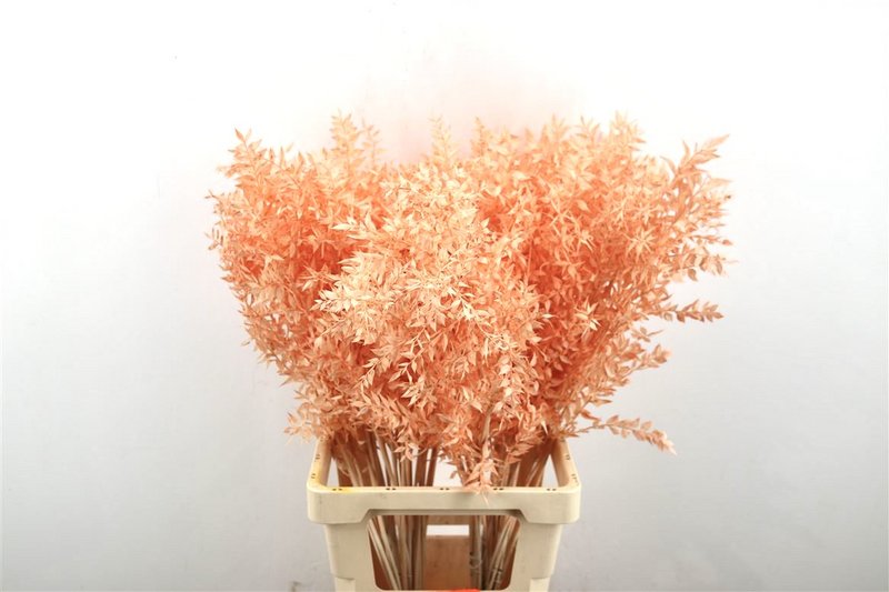 Ruscus - Salmon - 70 cm - dried flowers