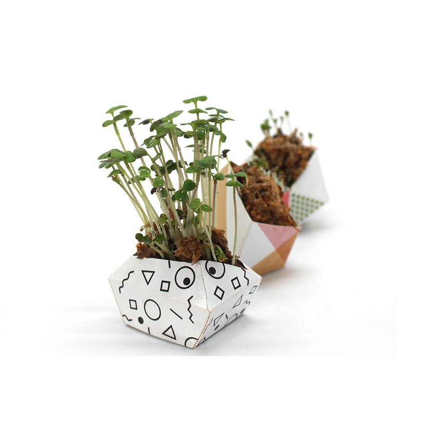 Kit Urban Jungle - Collezione moderna con Microgreens