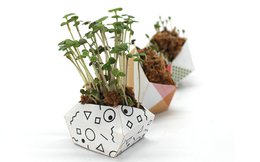 Urban Jungle Kit - Modern collection with Microgreens