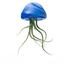 Colorful glass jellyfish-shaped air plant holders in assorted colors including blue, yellow, and pink. The holders have a unique, organic shape with long tentacle-like stems.