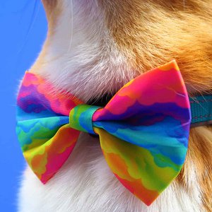 Rainbow bow tie / bow tie dog