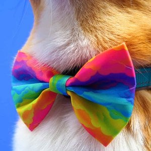 Rainbow bow tie / bow tie dog