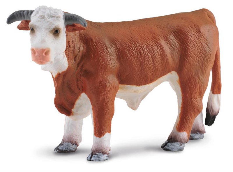 Hereford Stier - (L)