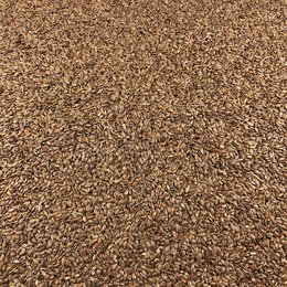 Graines de Lin Brun Bio en Vrac