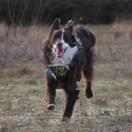 Tropical Y Comfort Harness