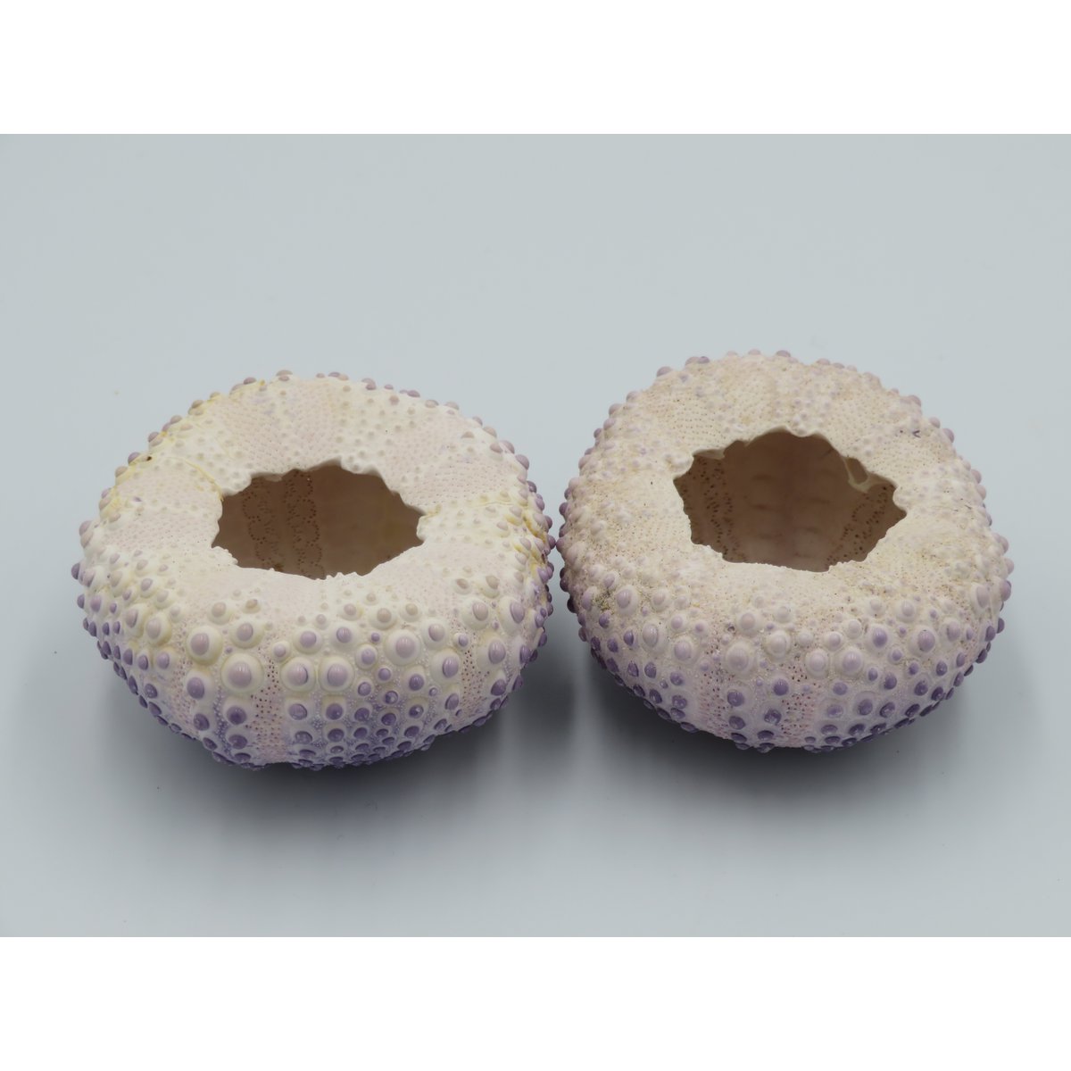 Sea urchin house - Bulu Babi Purple