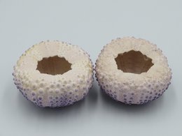 Sea urchin house - Bulu Babi Purple