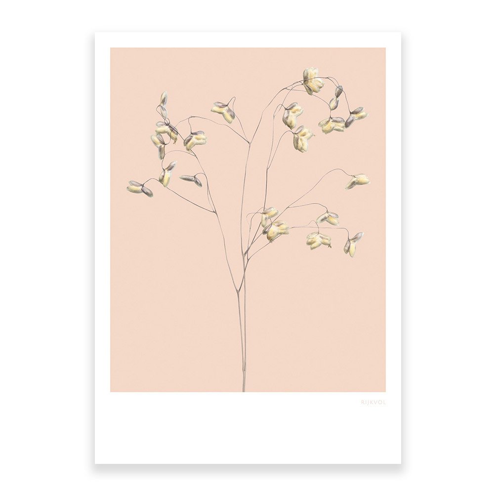 Gräser 01, Postkarte