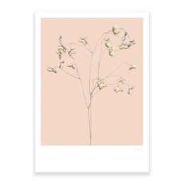 Gräser 01, Postkarte