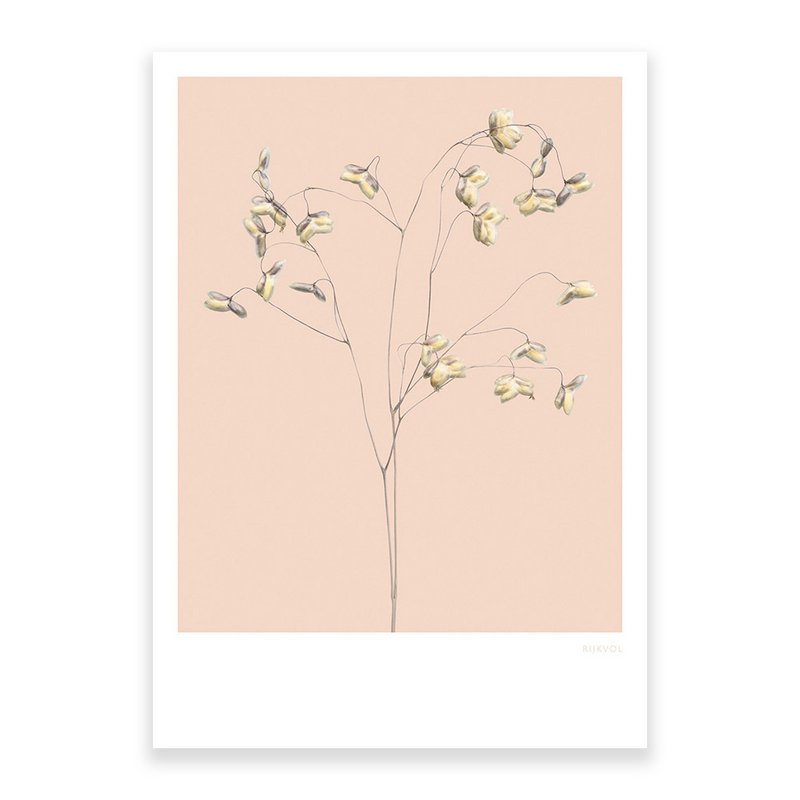 Gräser 01, Postkarte