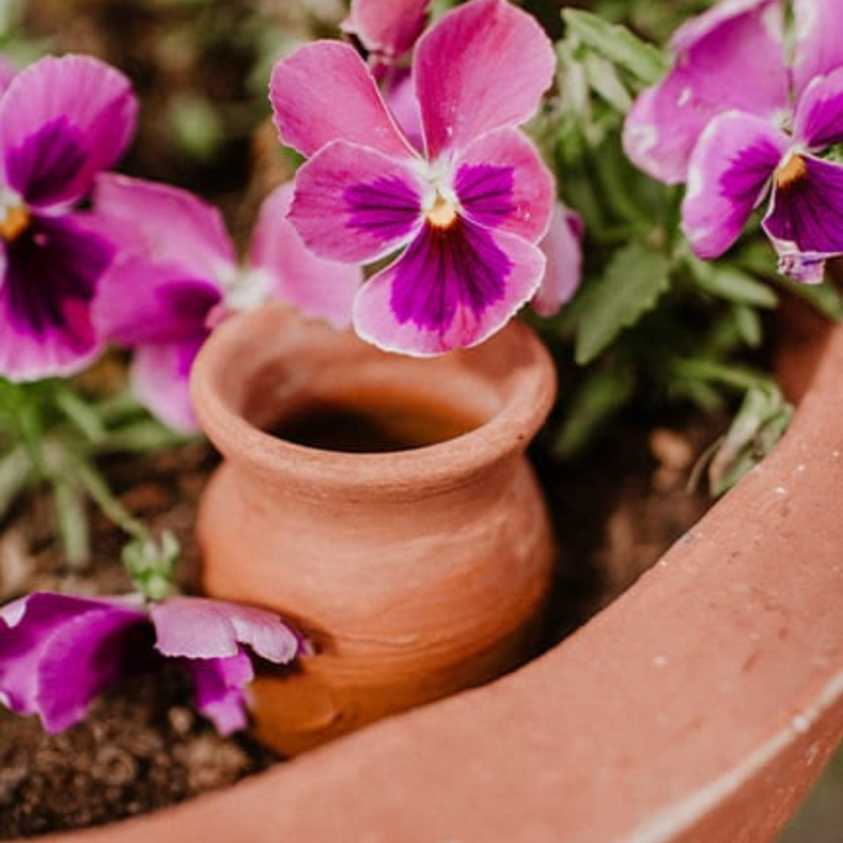 Ollas Cône à Planter
