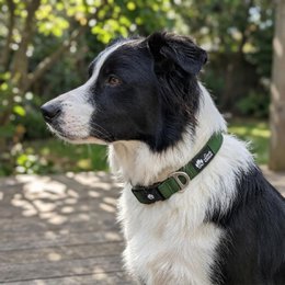 Waterproof collar Khaki green