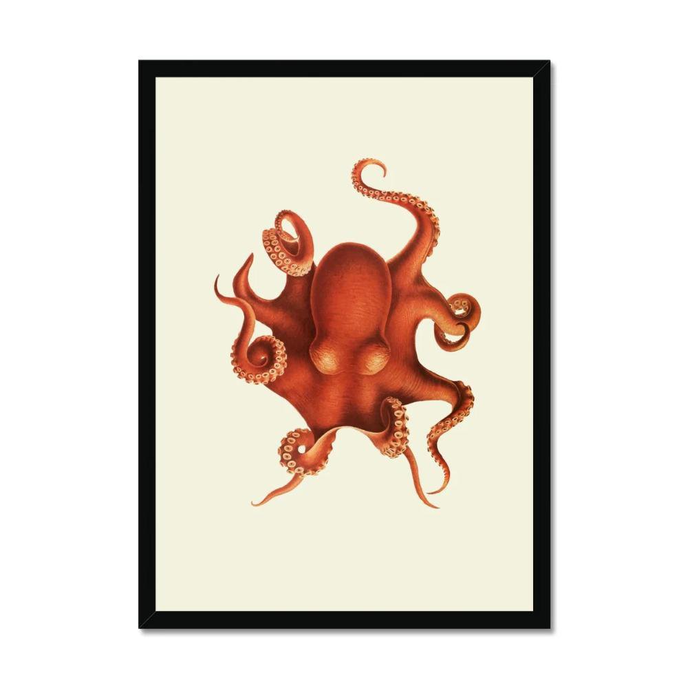 Octopus