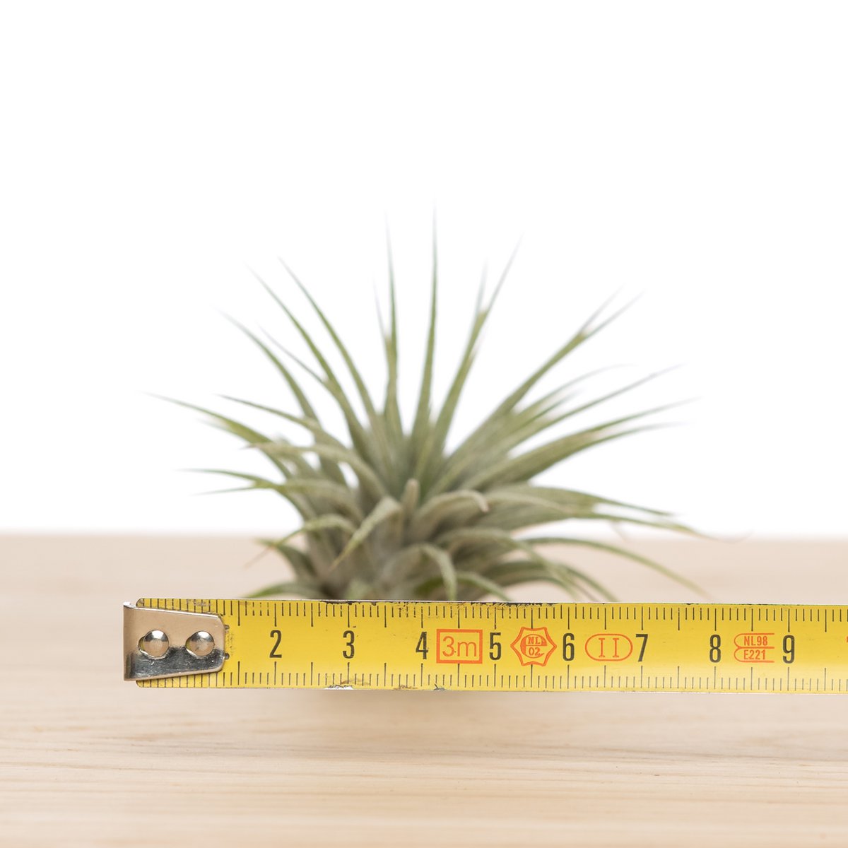 Tillandsia ionantha ionantha medium