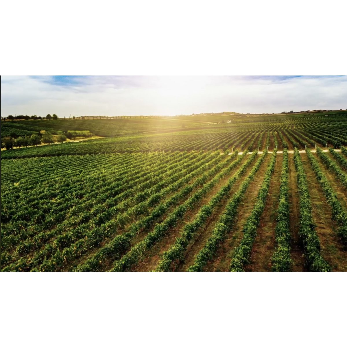 Nettars D'amuri Nero D'Avola gebarricadeerde Siciliaanse stille rode wijn (zwart etiket))