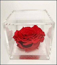 A red rose in a clear glass cube, measuring 10cm x 10cm x 10cm. The rose appears to be a preserved or stabilized rose, with a vibrant red color. The cube provides a simple, elegant display for the rose.