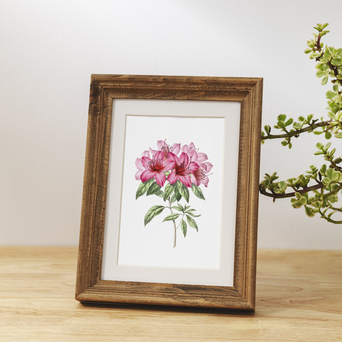 Botanische kunst print mix x16 | Vintage bloem illustratie | Kunst aan de muur