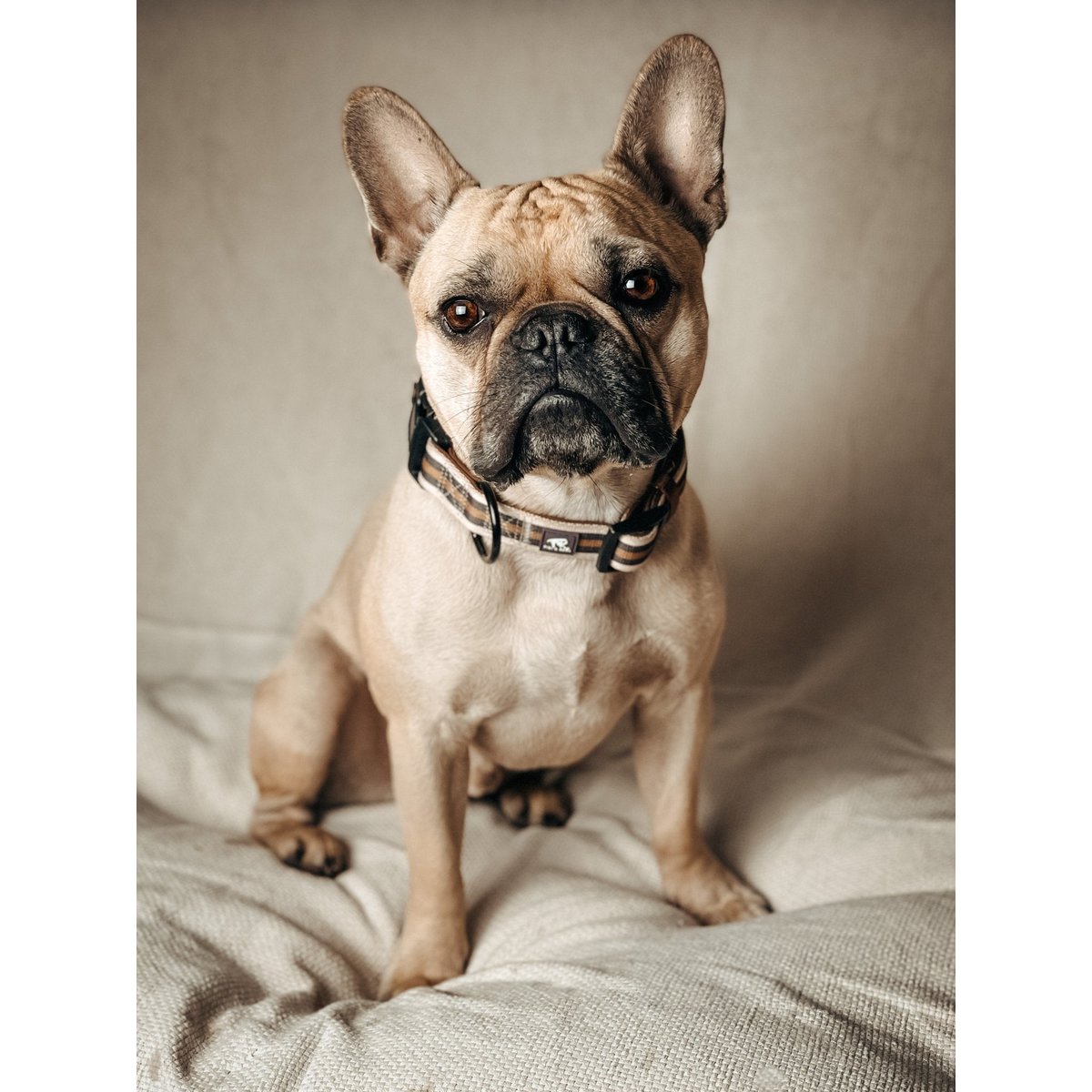 Hundehalsband FK Golden Shimmer