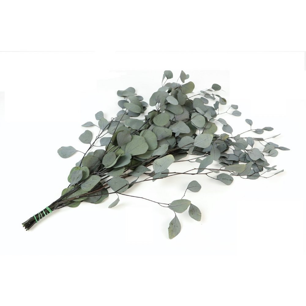Geconserveerde Eucalyptus Populus, circa 65 cm, circa 150 g, groen