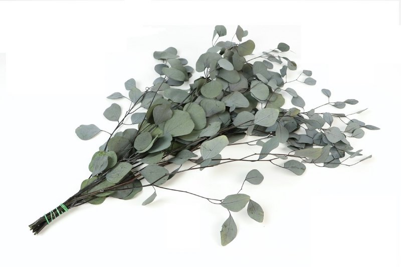 Eukalyptus Populus konserviert, ca. 65cm, ca. 150g, grün