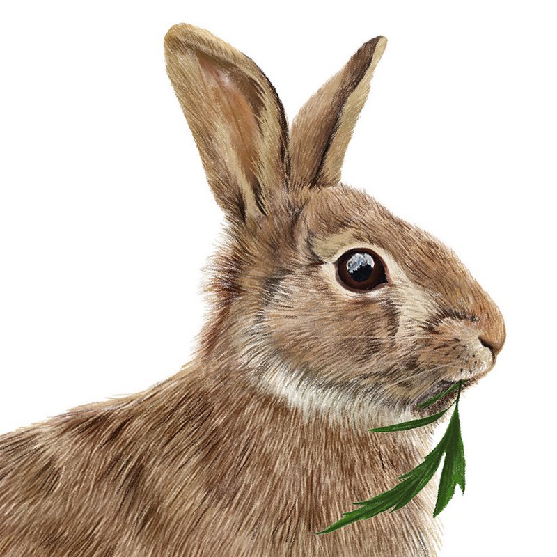 Baby bunny wallsticker