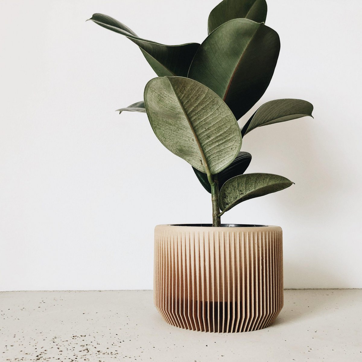 Natural Wood M - 8,5 cm inner diameter
