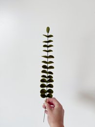 Filtbloem eucalyptus mørkegrøn