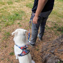 Multi-position Lagoon leash