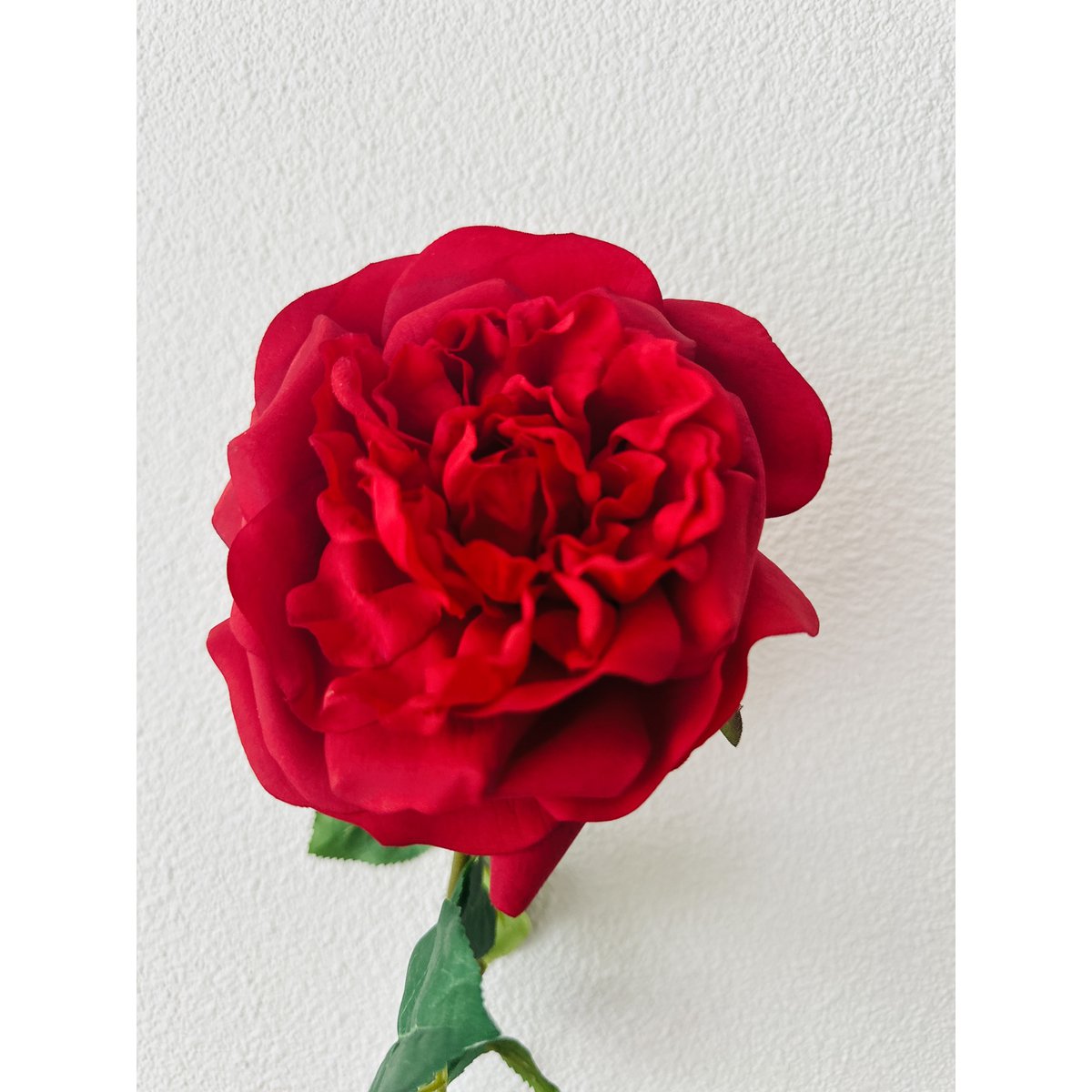 QMF Mano Toque Rosa 65cm 1PCS rojo