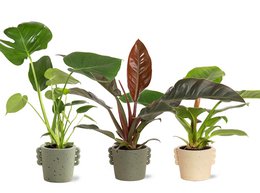 Tropical Mix Neutral i Dione keramik p14