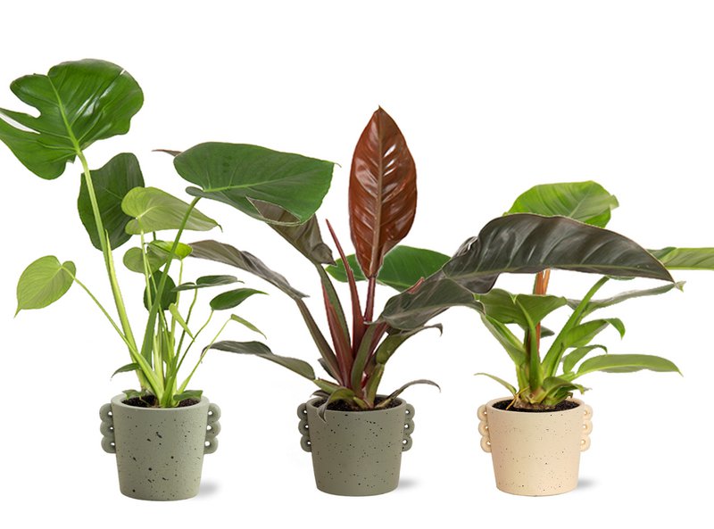Tropical Mix Neutral i Dione keramik p14