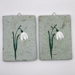 Snowdrop