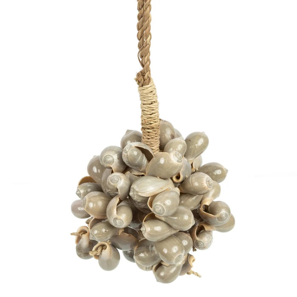 Die graue Muschelquaste