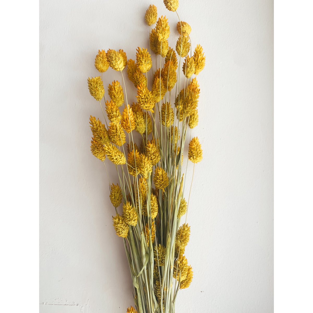 Phalaris gule tørrede blomster