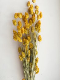 Phalaris gule tørrede blomster