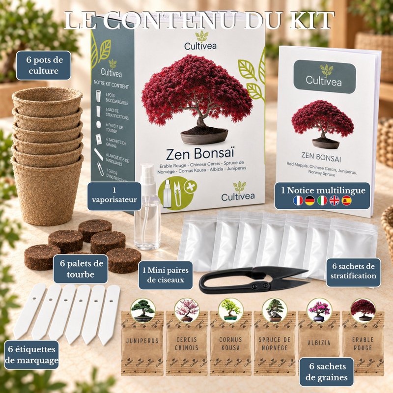 CULTIVEA® Kit Listo para Cultivar 6 Bonsáis - Jardinería y Decoración - Idea de Regalo de Navidad (Arce Rojo, Cercis Chino, Enebro, Liquidambar, Pícea Noruega)