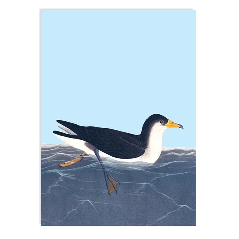 Postkarte All At Sea (Möwe)