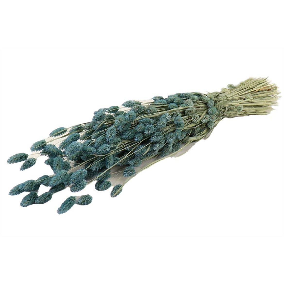 Phalaris gedroogd/geverfd, ca. 60cm, lichtblauw/mint