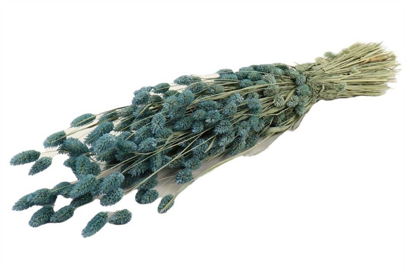 Phalaris gedroogd/geverfd, ca. 60cm, lichtblauw/mint