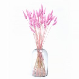 Konijnenstaarten (Lagurus) 50g Donkerroze